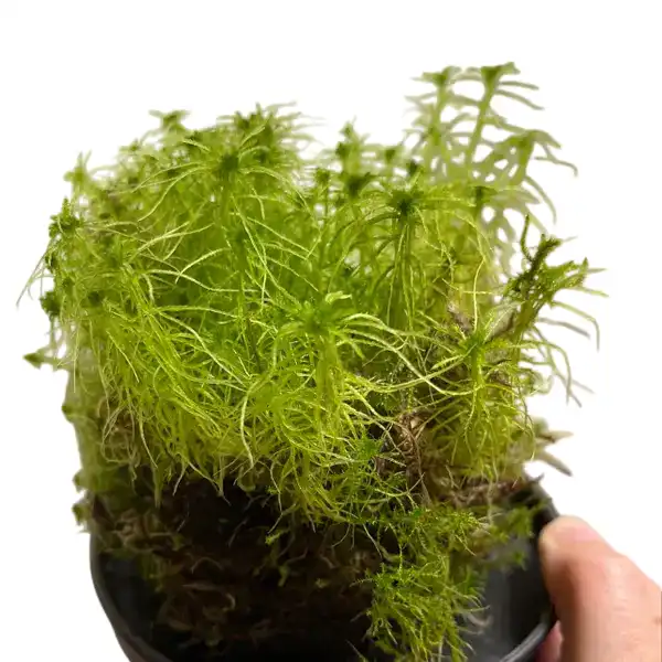 Alpine Polytrichastrum Moss