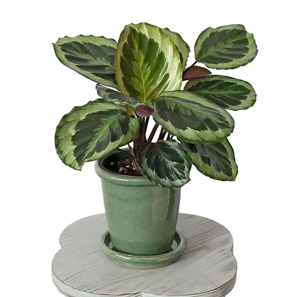 Calathea Roseopicta Marion
