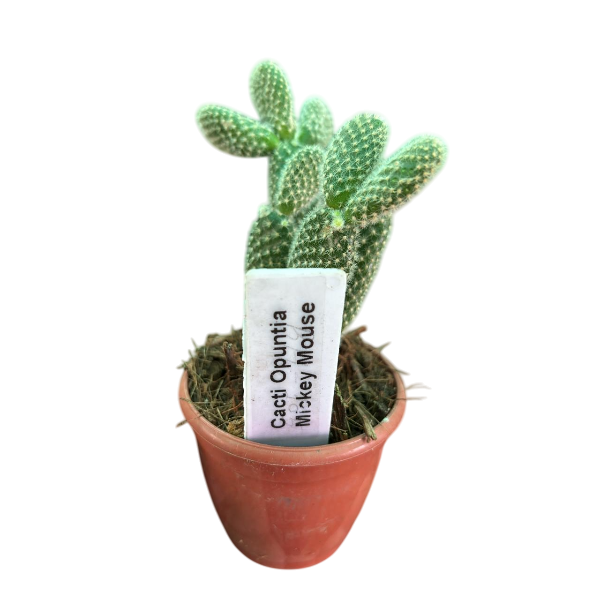 Cacti Opuntia Mickey Mouse