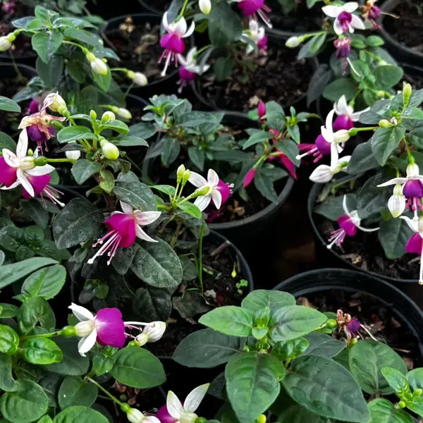 Fuchsia - white pink