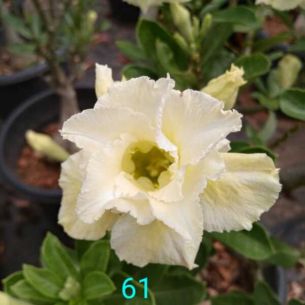 Adenium plant 61