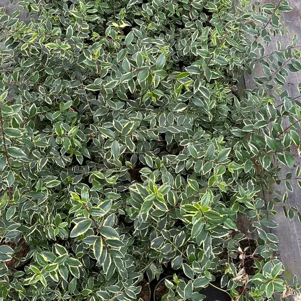 Metrosideros excelsa Variegated