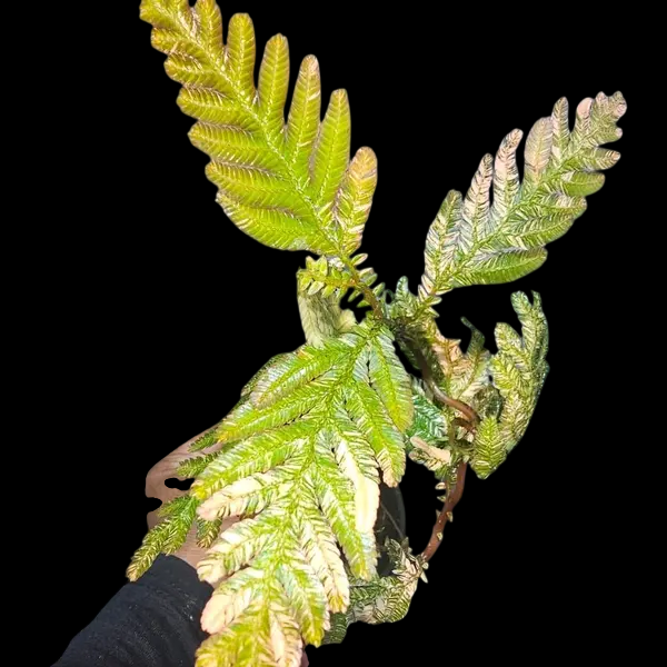 Selaginella Siamensis Orange Variegated