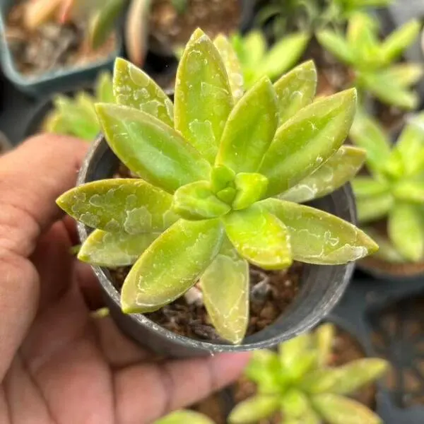 Sedum Adolphi Golden