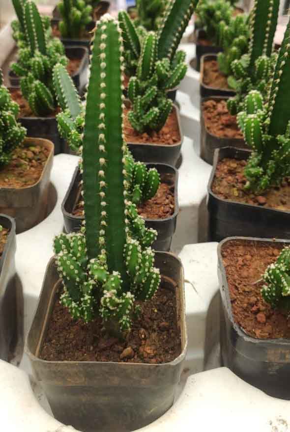 Triangle Cactus (Acanthocereus tetragonus) - Image 3