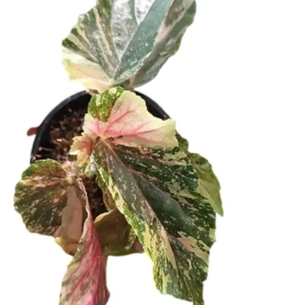 Begonia Ginny Galaxy Variegated