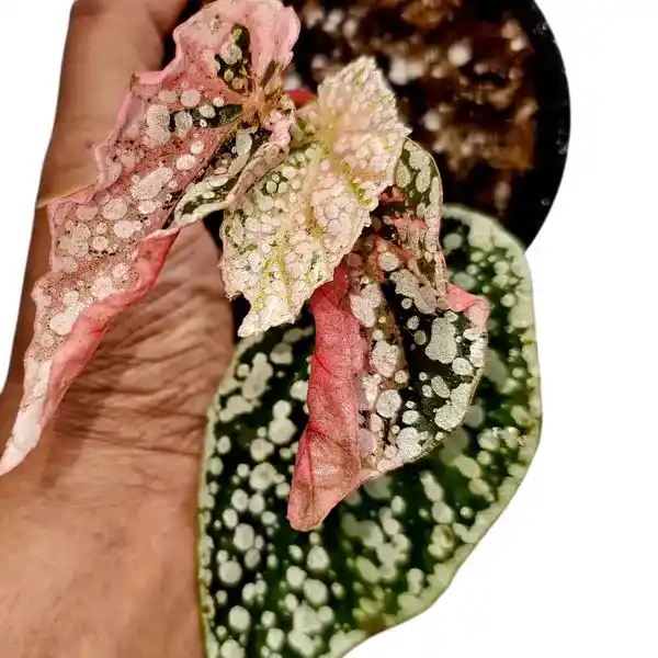 Begonia Snow Capped Variegated