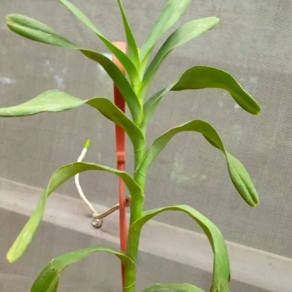 Aranthera Annie Black Top Cut