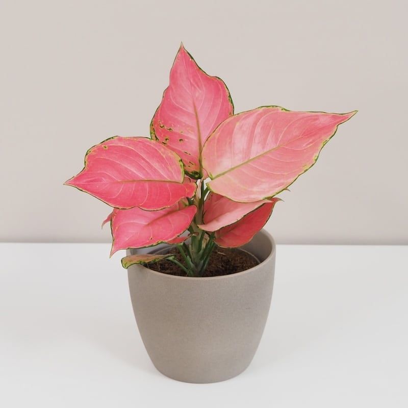 Hongyang Pink Star Aglaonema