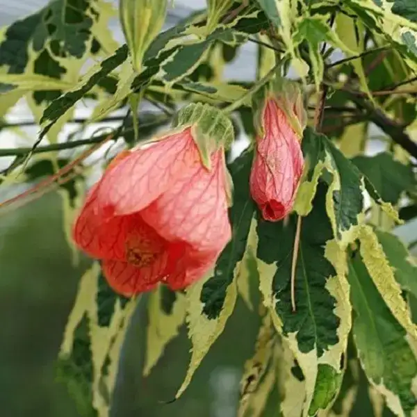 Variegated Abutilon 'Souvenir De Bonn' - Live Plant