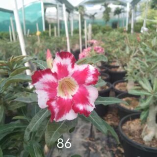 Adenium plant 86