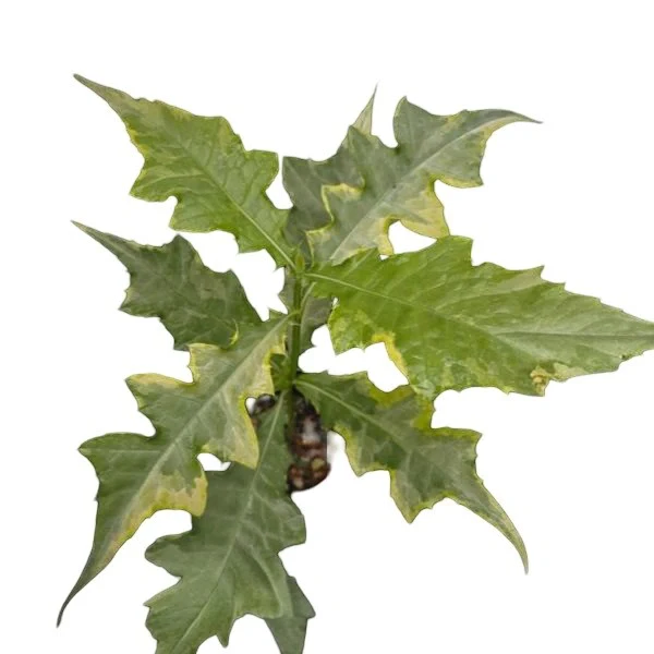 Acanthus Montanus Variegated