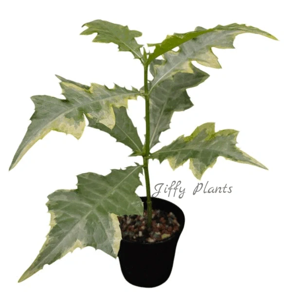 Acanthus variegated
