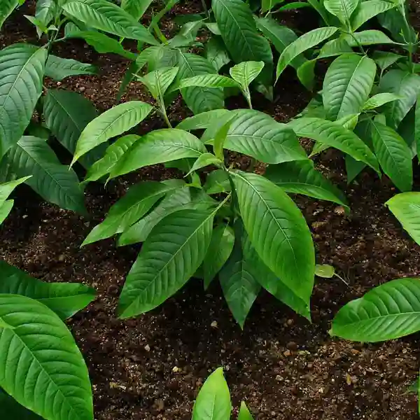 Adalodakam, Justicia Adhatoda, Adhatoda vasica - Image 3