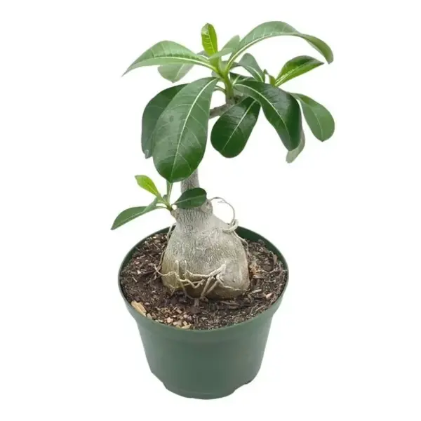 Adenium Plant - 47