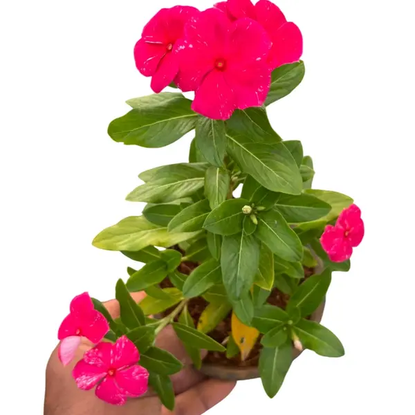Vinca Plant Red