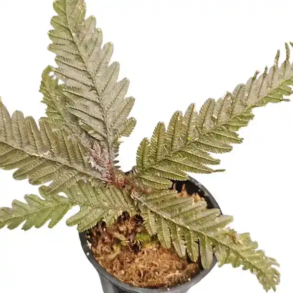 Selaginella sp. (Brown)
