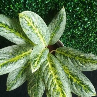 Aglaonema Butterfly (Big)