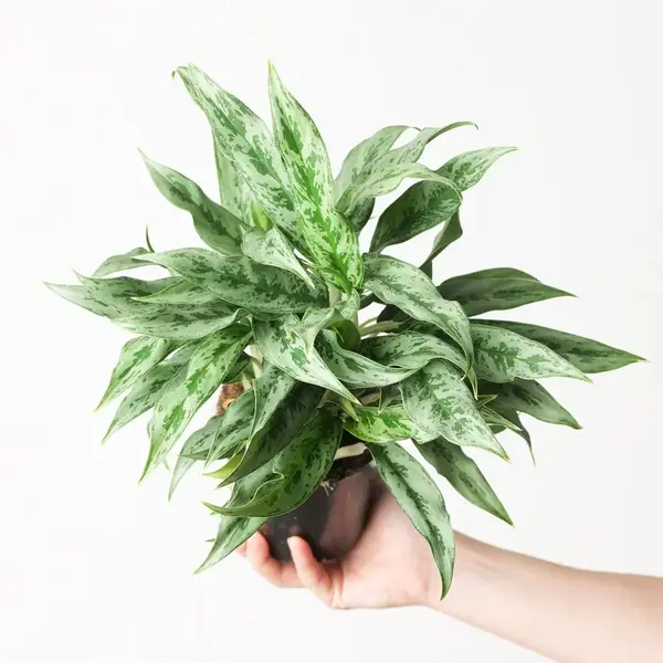 Aglaonema Greyhound
