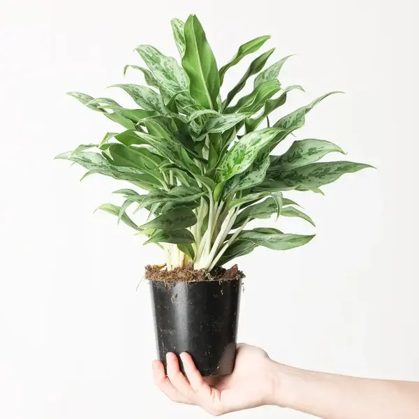 Aglaonema Greyhound