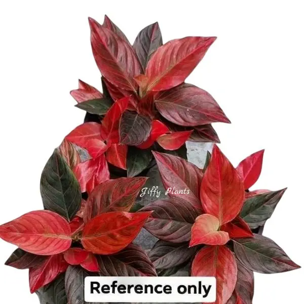 Red Vein Aglaonema
