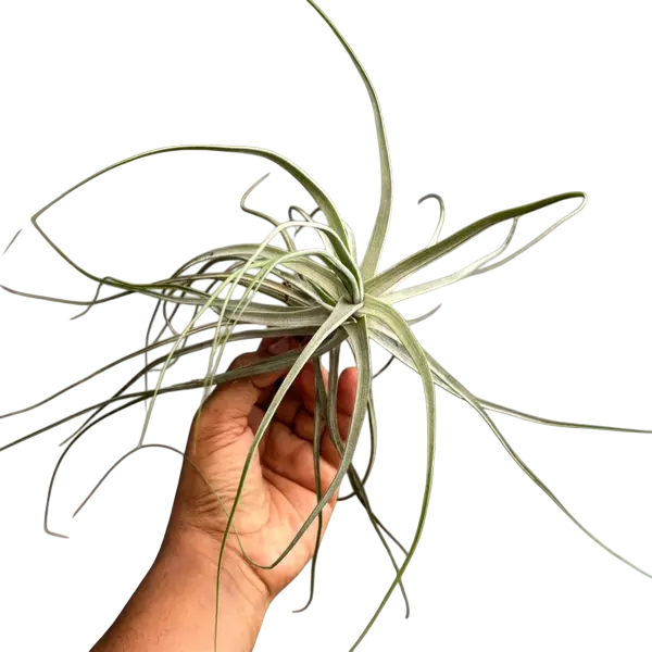 Tillsndsia Schiedeana - Giant Form