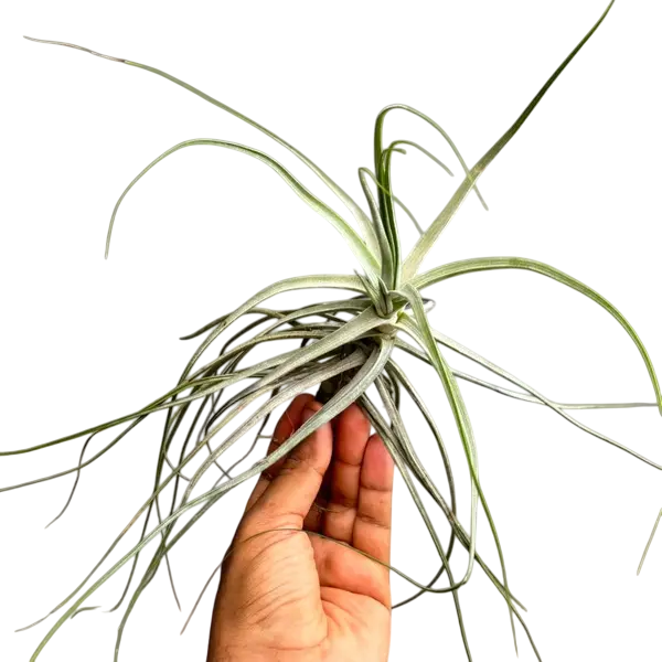 Tillsndsia Schiedeana - Giant Form