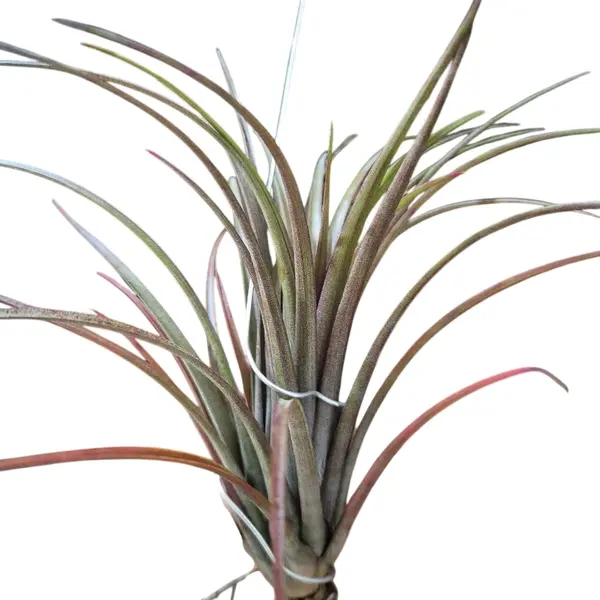 Tillandsia timm outburst