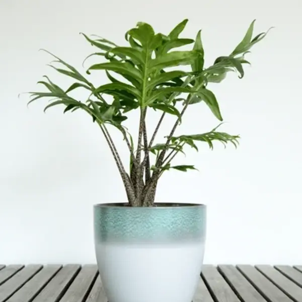 ALOCASIA BRANCIFOLIA PINK PASSION- Rare (Big Plant)