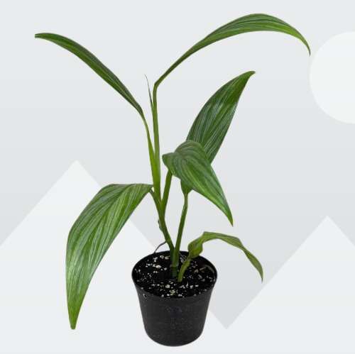 Silver Streak Pothos