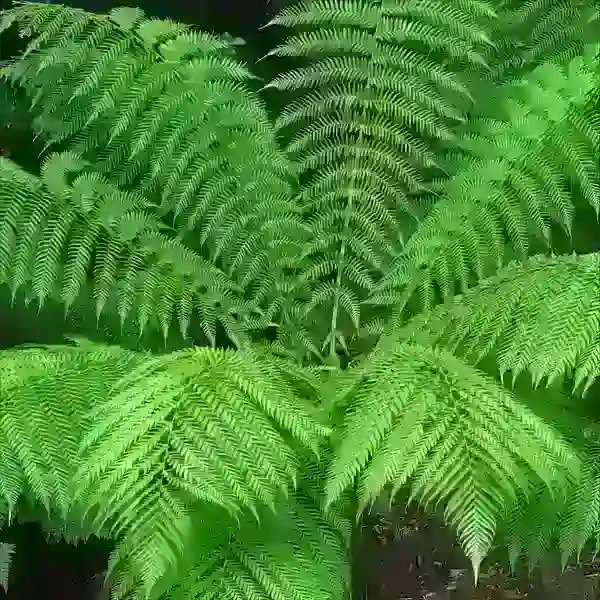 Man fern (Dicksonia Antarctica )