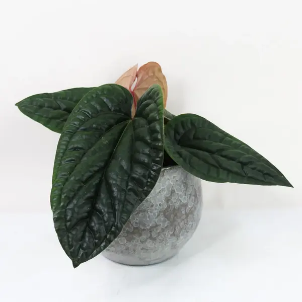 Anthurium Radicans x Luxurians