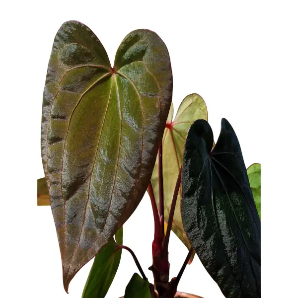 Anthurium Portillae x RVDP