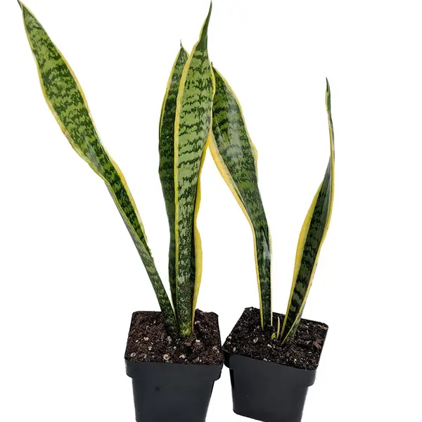 Sansevieria Trifasciata Laurentii Snake Plant