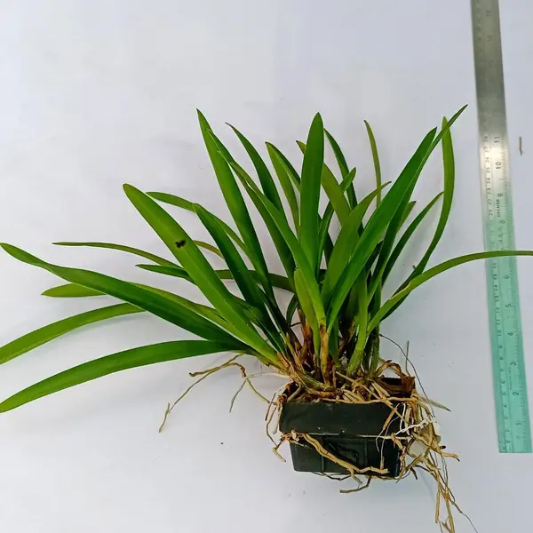 Brassocattleya Jairak Star x Encyclia Randii