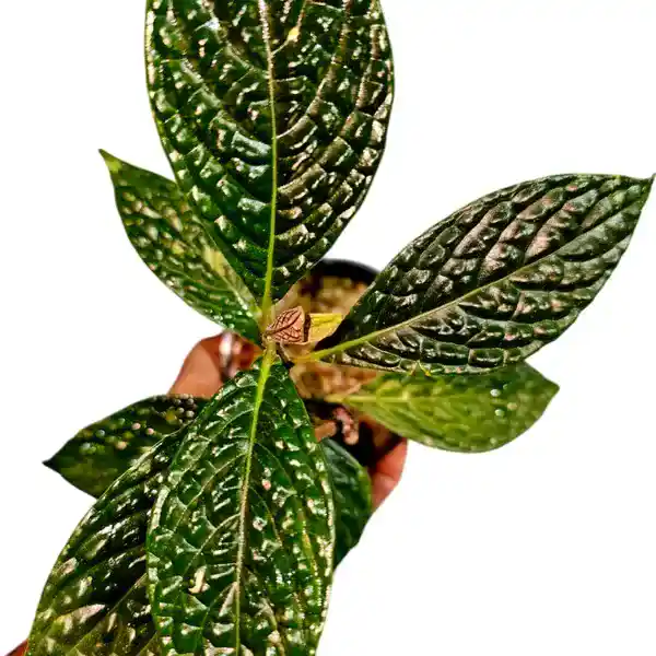 Ardisia odontyphyllia