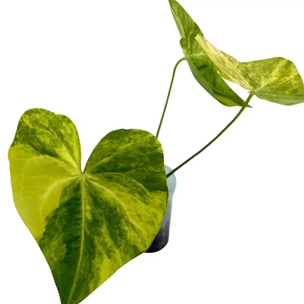Anthurium Sweet Love Variegated
