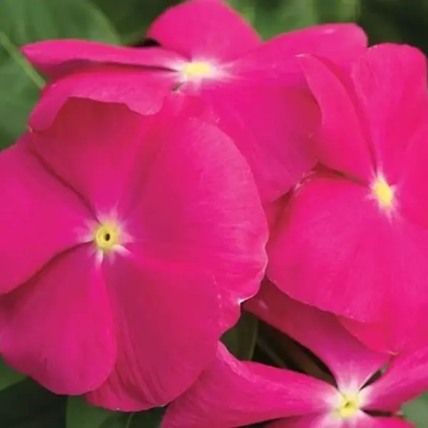 Vinca Plant Pink Flame