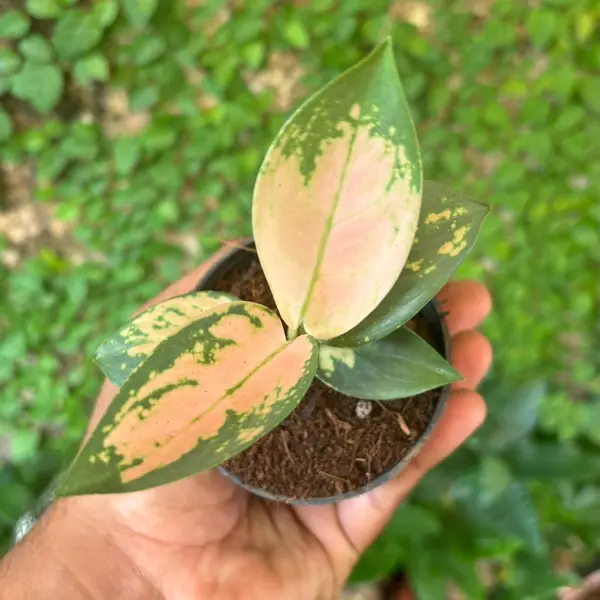 Aglaonema Peach Banana