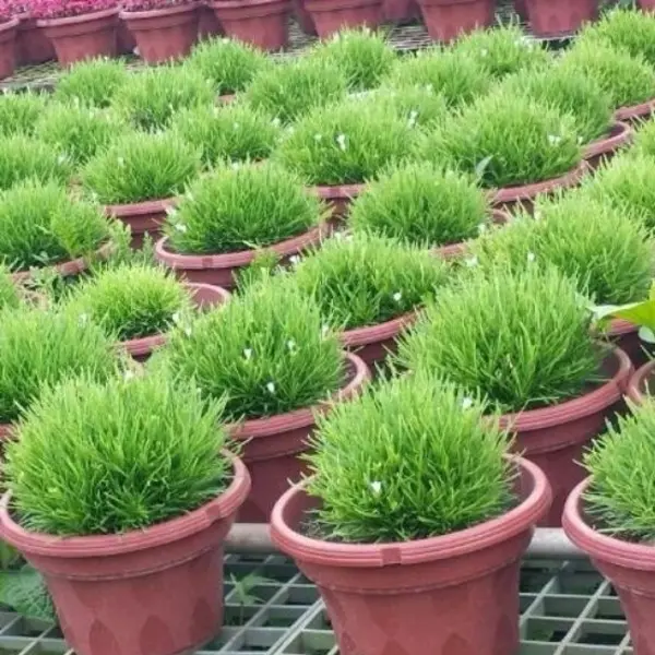 GREEN DRAGON'S TONGUE Hemigraphis repanda "Green