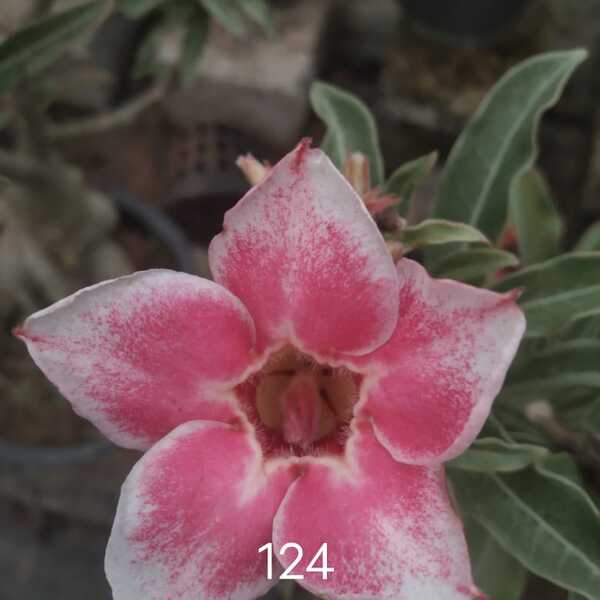 Adenium plant 124