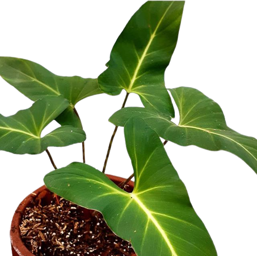 Adelonema Yanamonoensis (Big Plant) - Rare Plants - Image 2