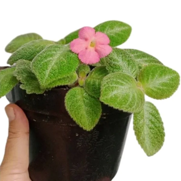 Episcia Lil Lemon - Pink Flower