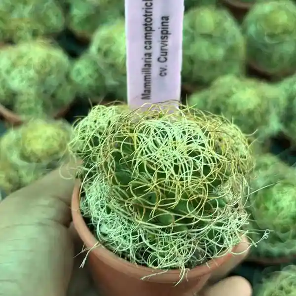Mammillaria camptotricha cv. Curvispina