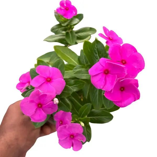 Dark Pink Vinca Plant