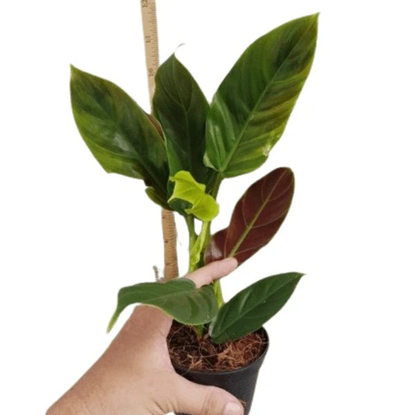 Philodendron Subhastatum