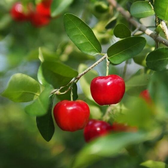 Barbados Cherry plant