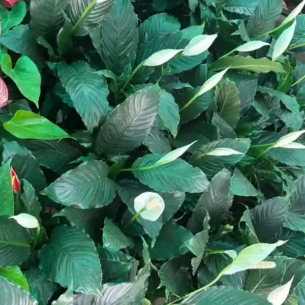 Peace Lily Sensation