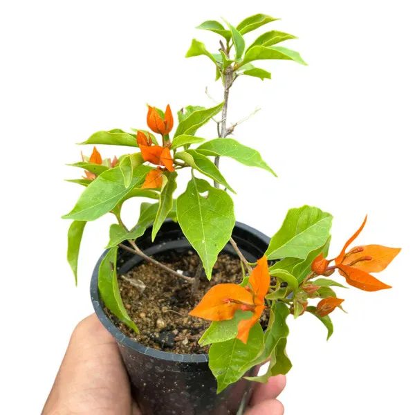 Bougainvillea 'Oppel Orange'