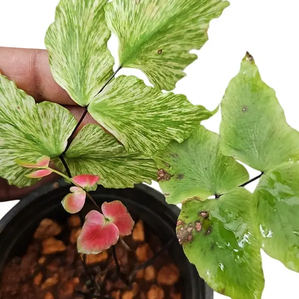 Microphyllum verigated